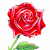 Rose à offrir St Valentin