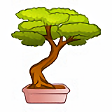 Déco Maisons : Bonzaï